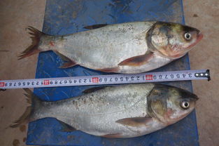 楚雄州稻田養(yǎng)魚與增殖放流項(xiàng)目效果監(jiān)測調(diào)查及畜牧漁業(yè)飼料銷售關(guān)聯(lián)分析