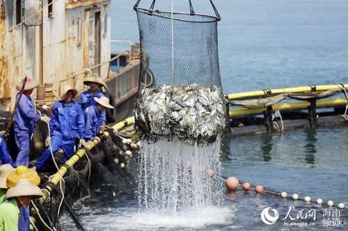 海南黨史百件大事 實施“一省兩地”產業發展戰略與畜牧漁業飼料銷售的轉型升級