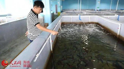 從傳統(tǒng)到現(xiàn)代 文昌水產(chǎn)養(yǎng)殖的轉型之路與飼料銷售新機遇